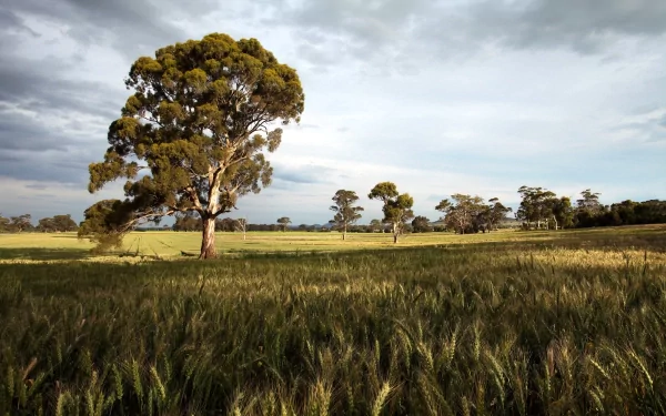 nature cornfield HD Desktop Wallpaper | Background Image