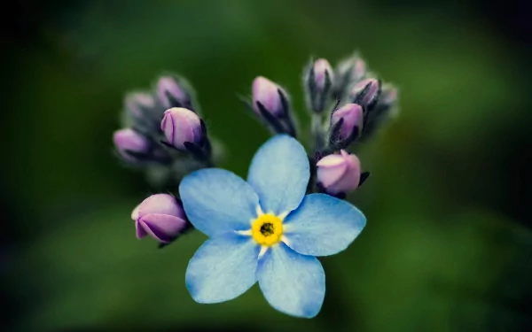 flower nature forget-me-not HD Desktop Wallpaper | Background Image