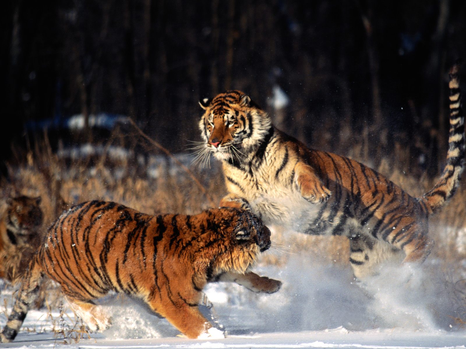 Animales Tigre Fondo de pantalla HD | Fondo de Escritorio