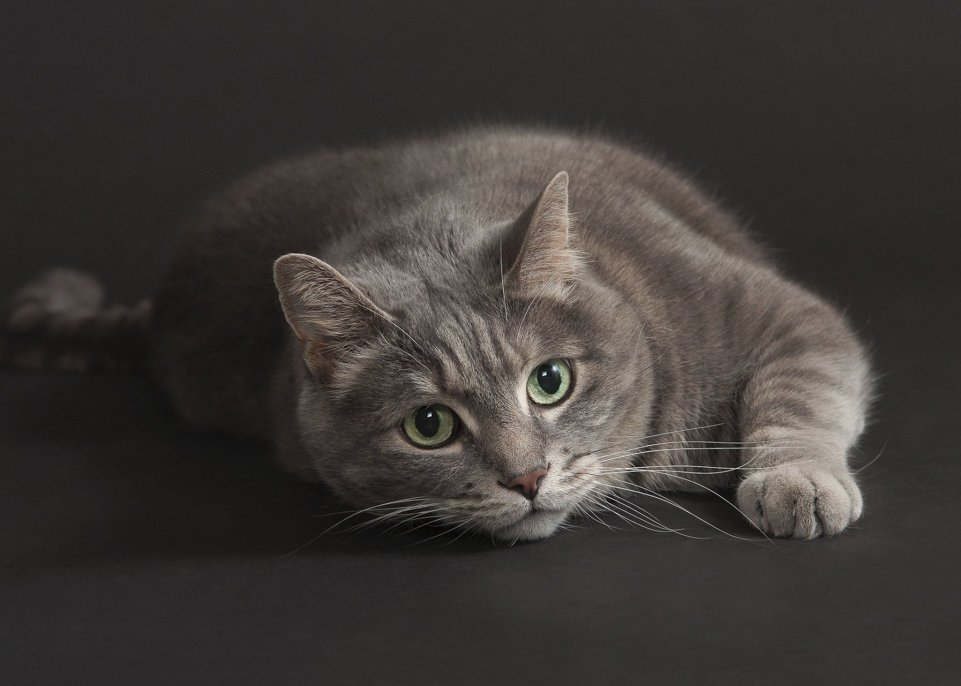 HD desktop wallpaper featuring a gray tabby cat with green eyes lying on a dark surface, creating a calm and detailed animal portrait.