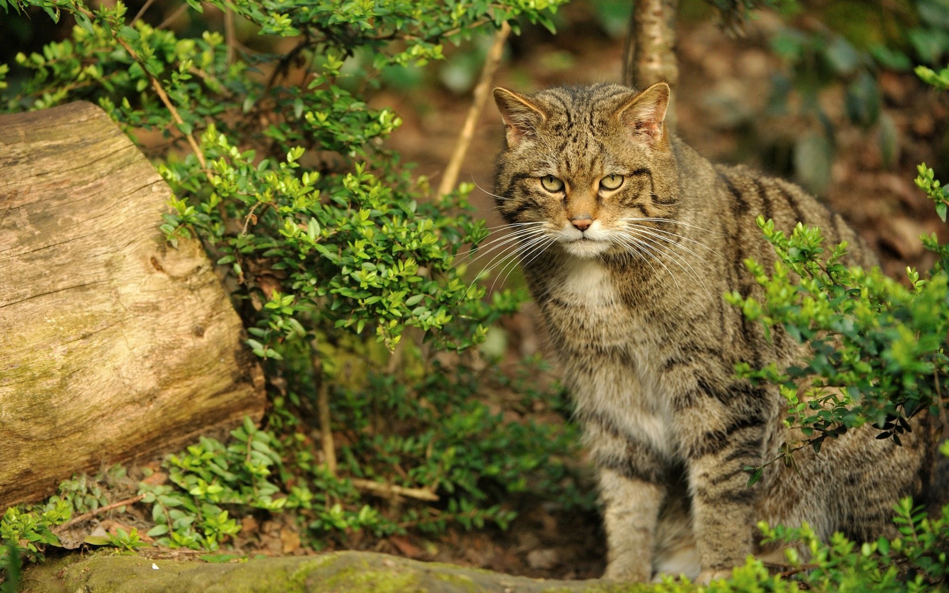 Wild Cat Majesty: Stunning HD Animal Wallpaper | 1920x1200 | Wallpaper ...