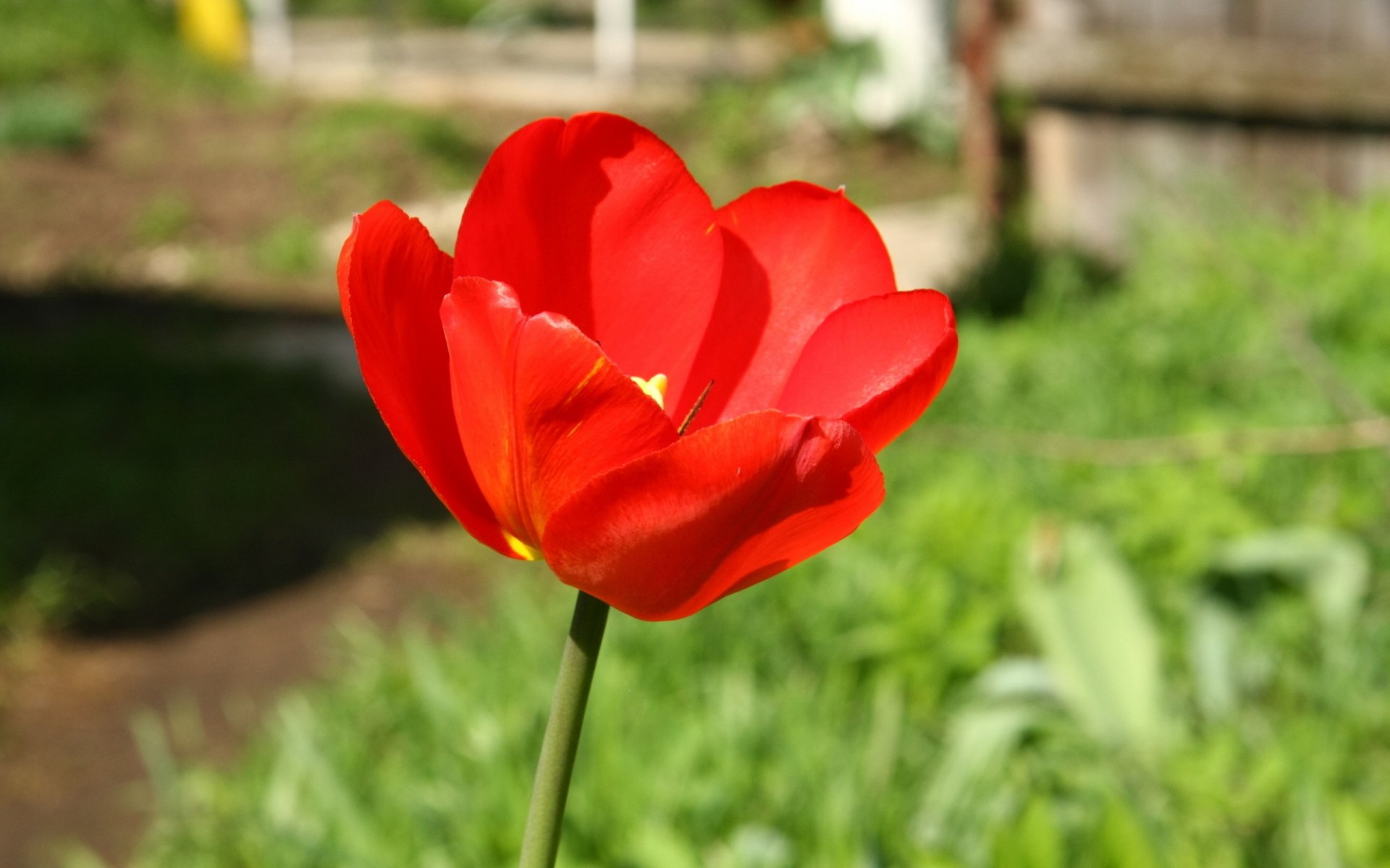 Download Flower Nature Tulip HD Wallpaper