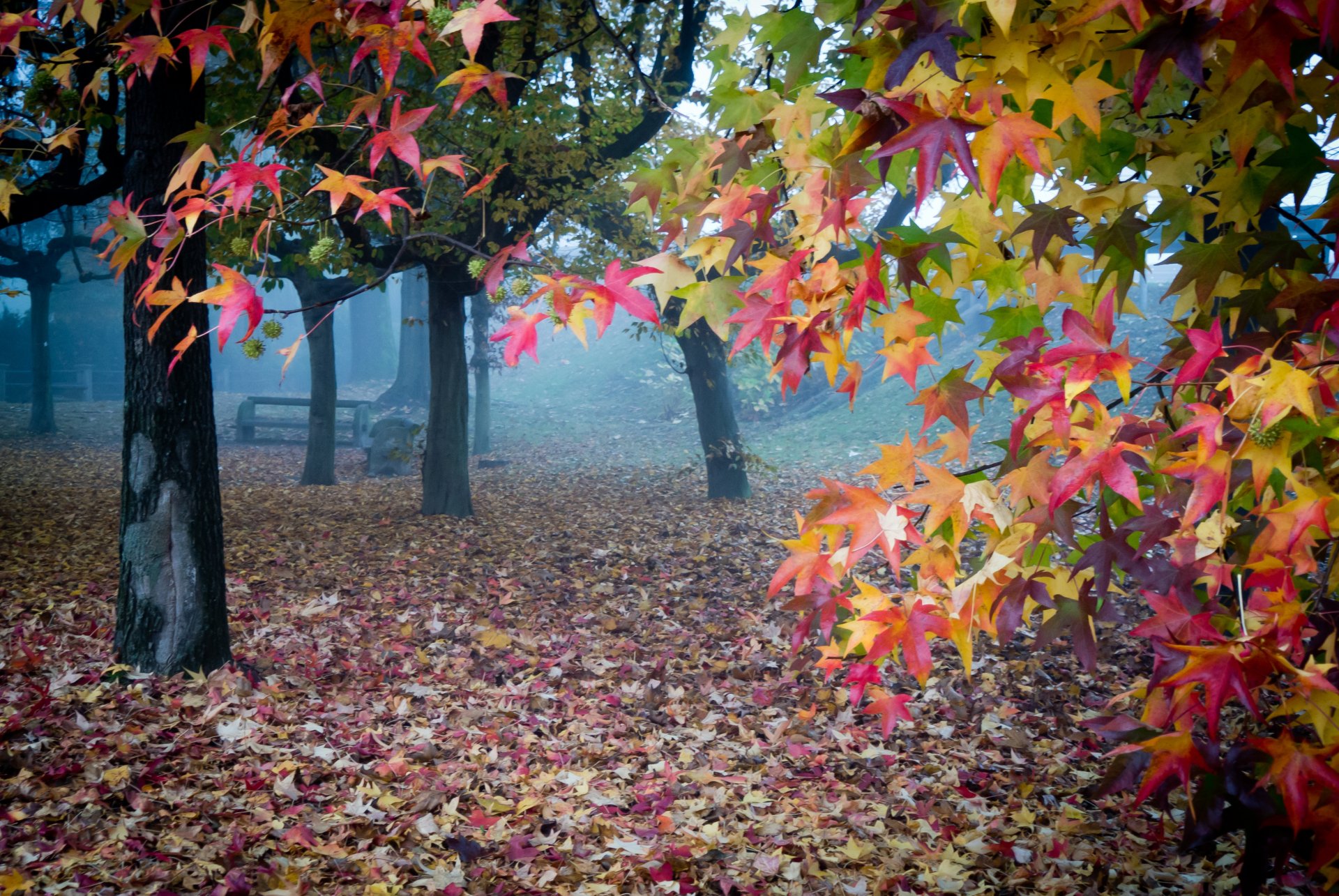 A serene forest scene in autumn with colorful leaves on trees and ground, captured in stunning 4K Ultra HD for a vivid nature desktop wallpaper.