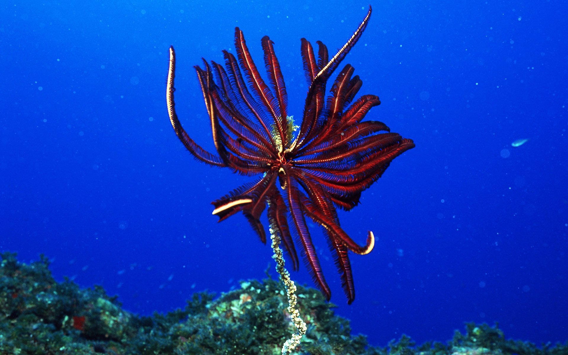 Download Animal Coral HD Wallpaper