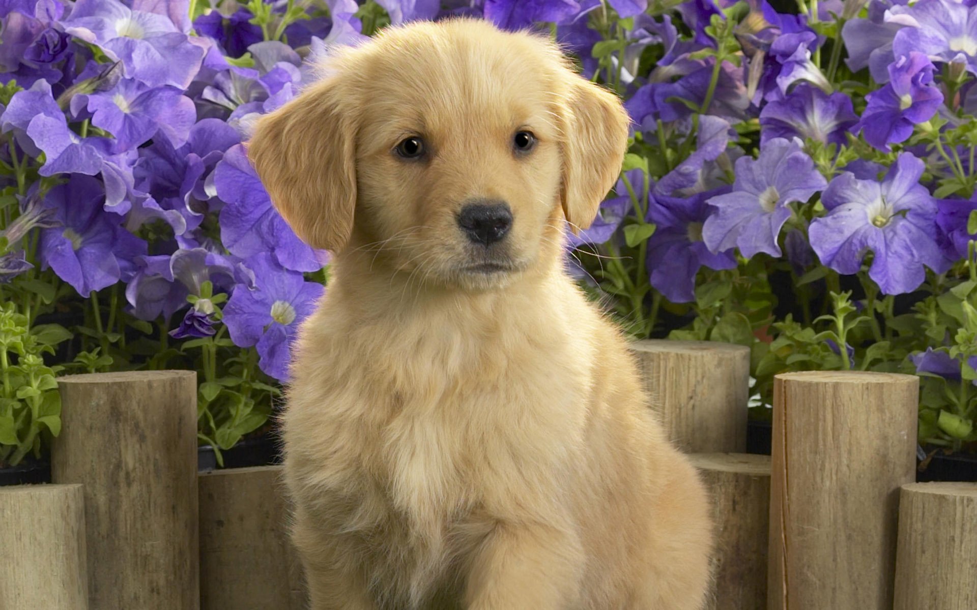 A charming puppy sits in front of vibrant purple flowers, creating a delightful scene for an HD PC desktop wallpaper and background.