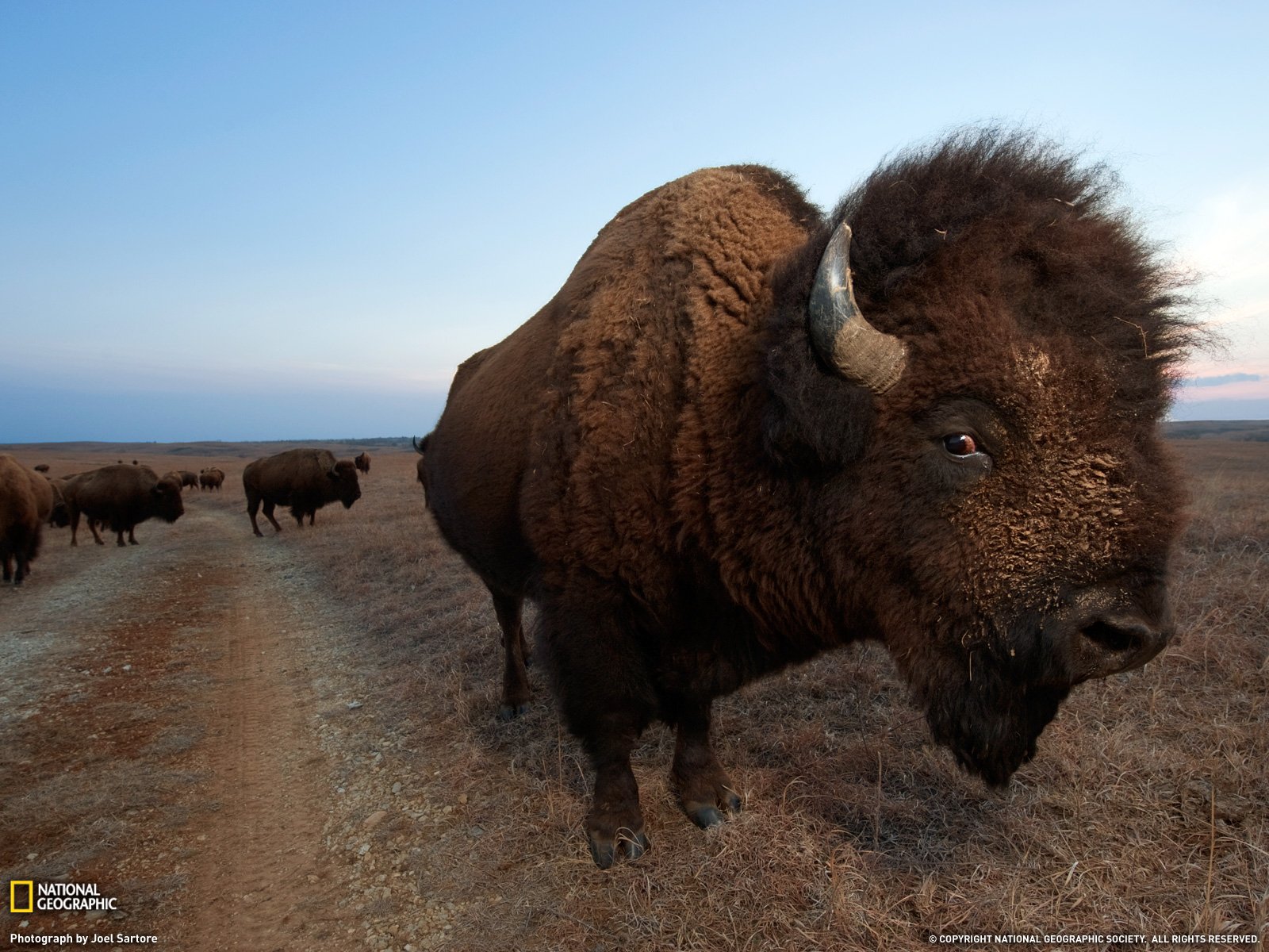 Download Animal American Bison Wallpaper