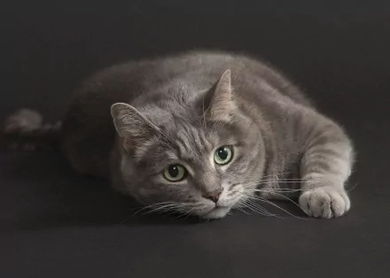 HD desktop wallpaper featuring a gray tabby cat with green eyes lying on a dark surface, creating a calm and detailed animal portrait.