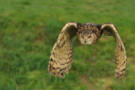 A majestic owl in flight, showcasing its intricate feather patterns and striking orange eyes, set against a blurred green background. This HD image works well as a desktop wallpaper.