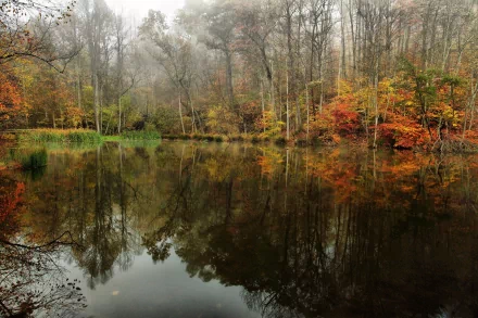HD desktop wallpaper showcasing a tranquil forest in autumn with colorful trees reflecting clearly on a calm body of water, capturing serene natural beauty.