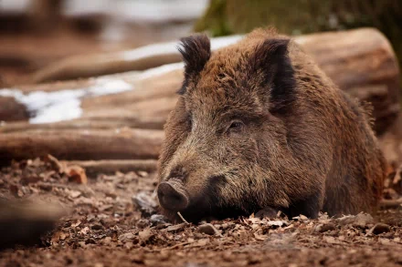 Animal boar HD Desktop Wallpaper | Background Image