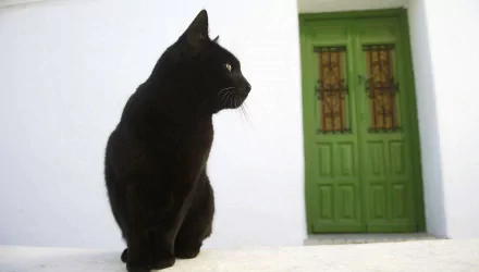 Spain Animal cat HD Desktop Wallpaper | Background Image