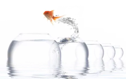 Animal goldfish HD Desktop Wallpaper | Background Image