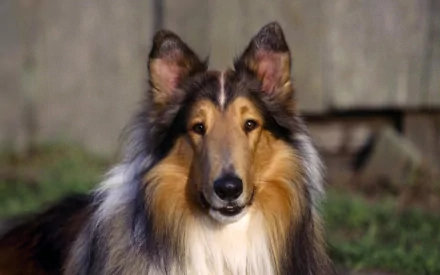 A close-up of a rough collie with a lush, flowing coat, set against a softly blurred background, providing an engaging HD desktop wallpaper experience.