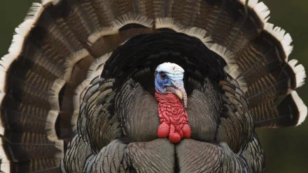 Animal turkey (bird) HD Desktop Wallpaper | Background Image