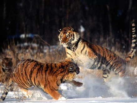 snow Animal tiger HD Desktop Wallpaper | Background Image