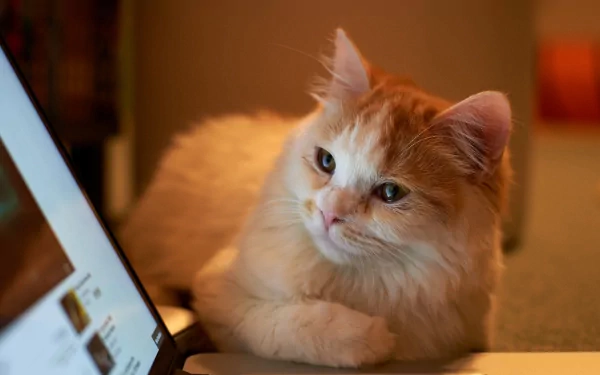 A fluffy orange and white cat rests beside a laptop, featured in an HD PC desktop wallpaper and background.