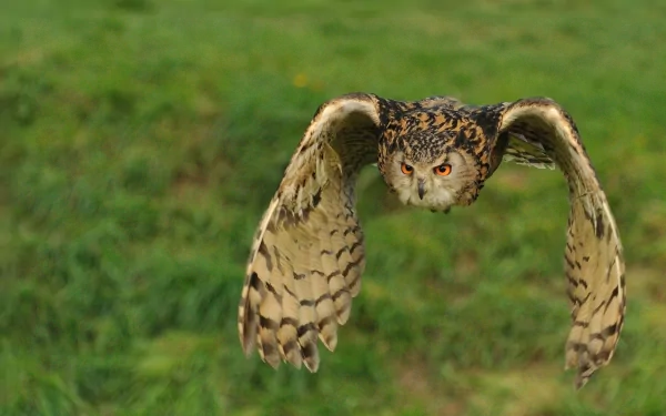 A majestic owl in flight, showcasing its intricate feather patterns and striking orange eyes, set against a blurred green background. This HD image works well as a desktop wallpaper.