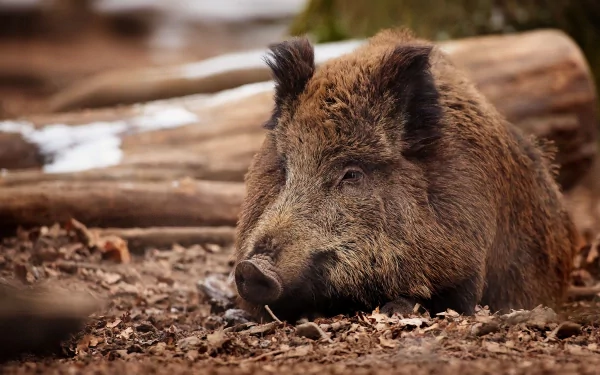 Animal boar HD Desktop Wallpaper | Background Image