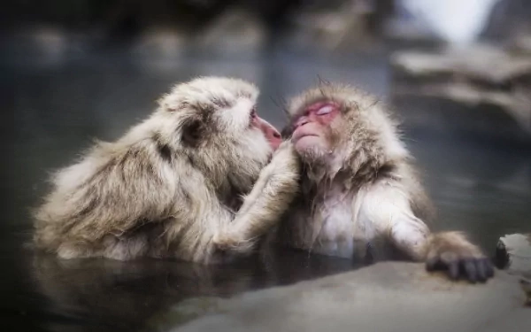Two Japanese macaques (snow monkeys) grooming in a steamy hot spring, captured in 2K Quad HD — PC desktop wallpaper/background.