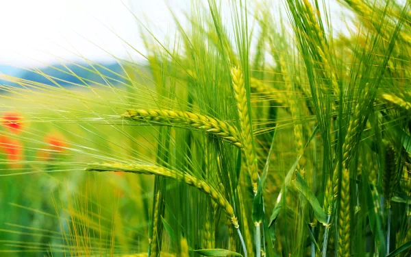 nature cornfield HD Desktop Wallpaper | Background Image
