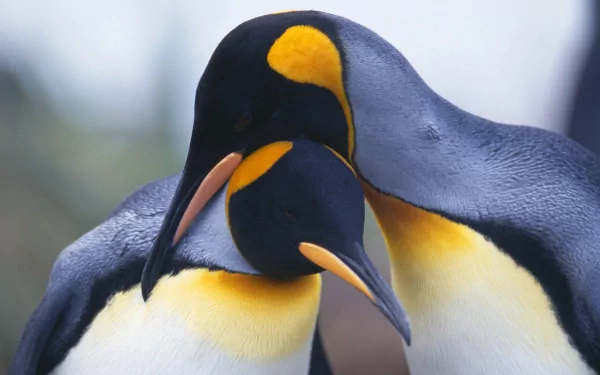 Animal emperor penguin HD Desktop Wallpaper | Background Image