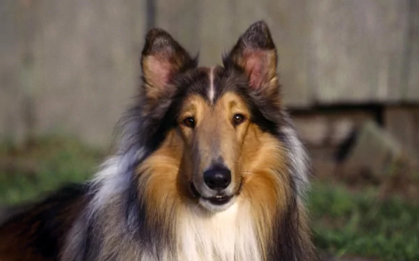 A close-up of a rough collie with a lush, flowing coat, set against a softly blurred background, providing an engaging HD desktop wallpaper experience.