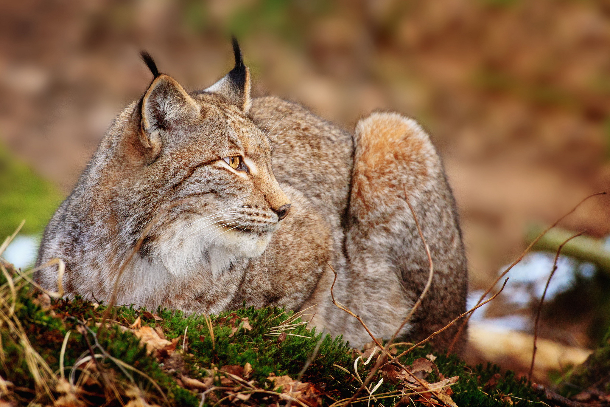 Lynx HD Wallpaper | Background Image | 2048x1365