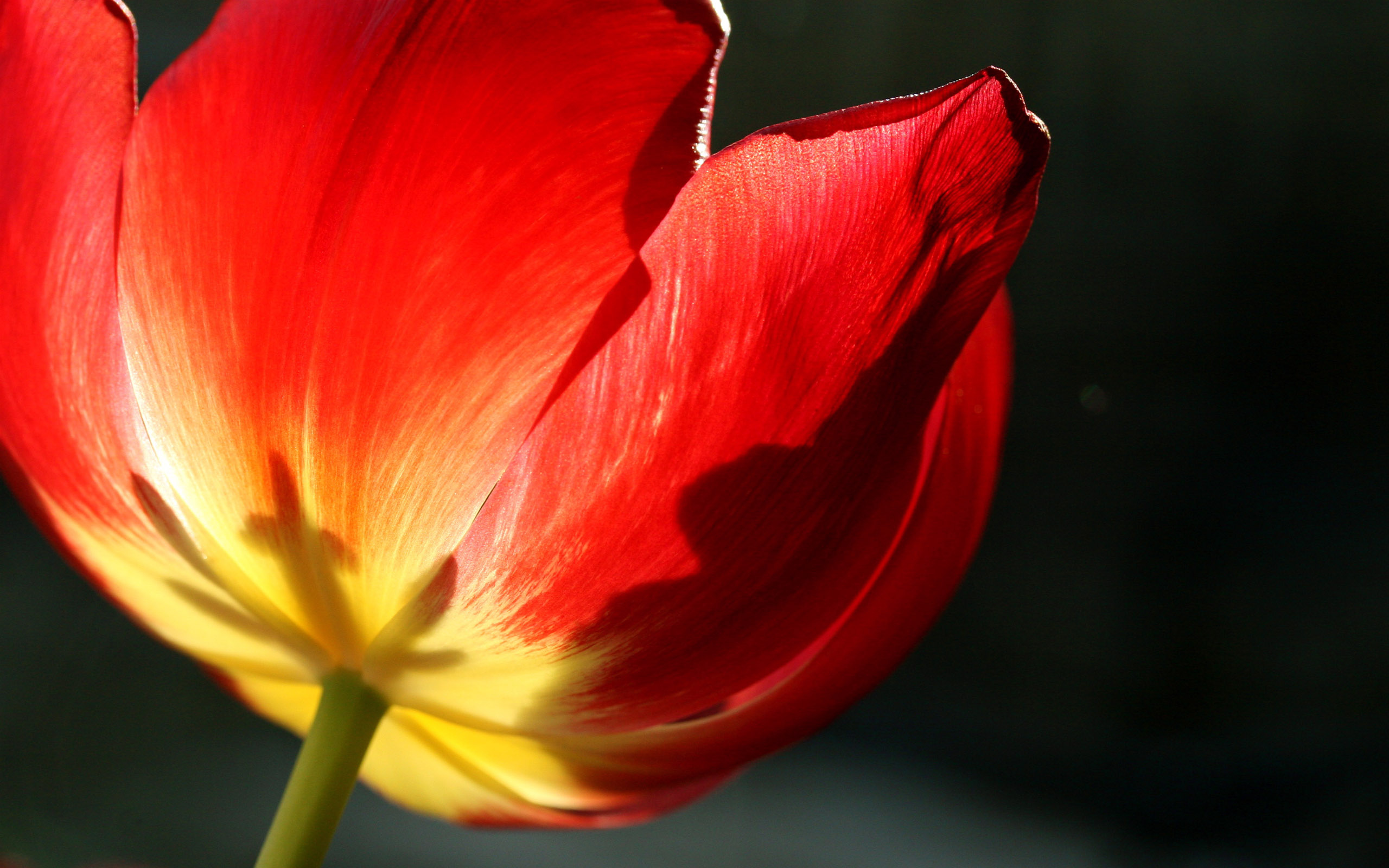 Download Flower Nature Tulip HD Wallpaper