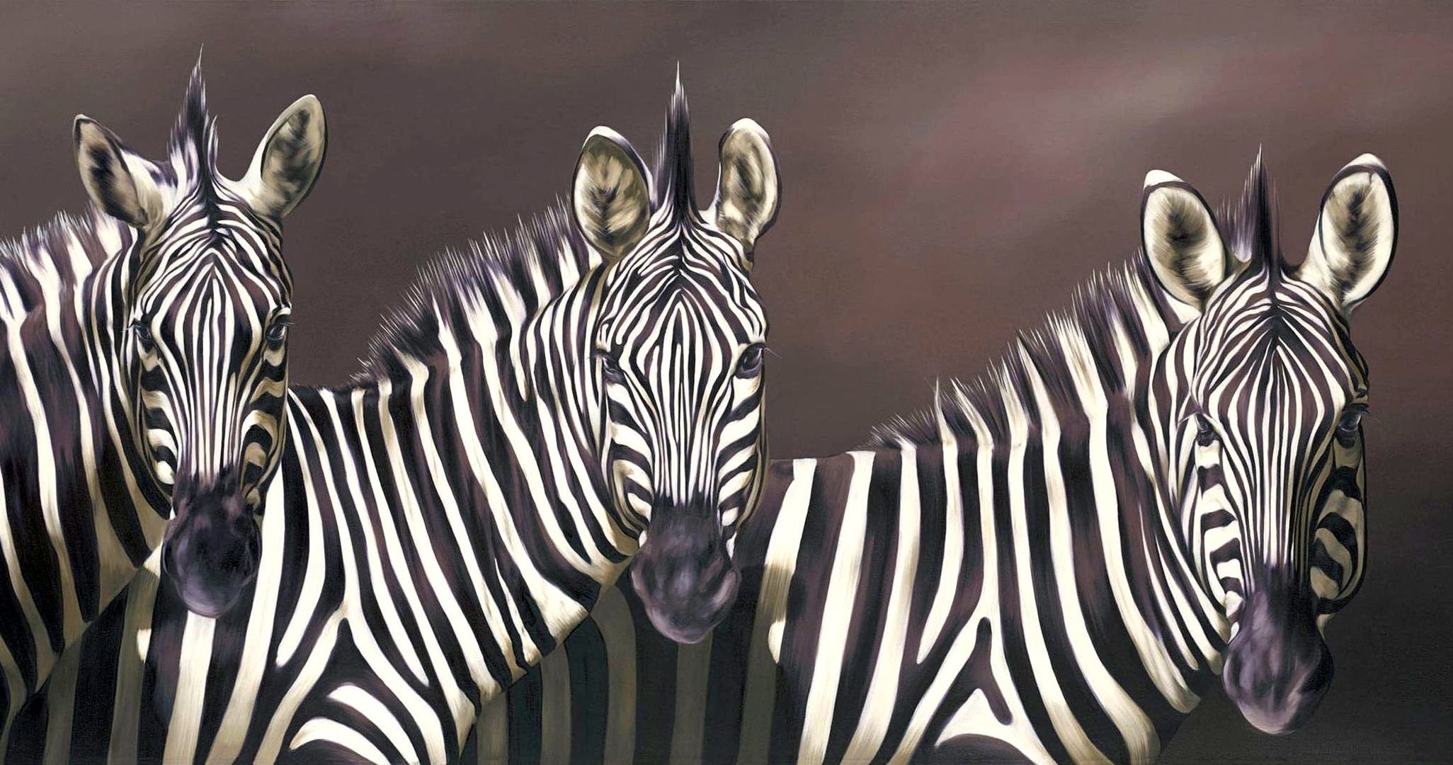 Zebra Full HD Wallpaper and Background | 2052x1080 | ID:365897