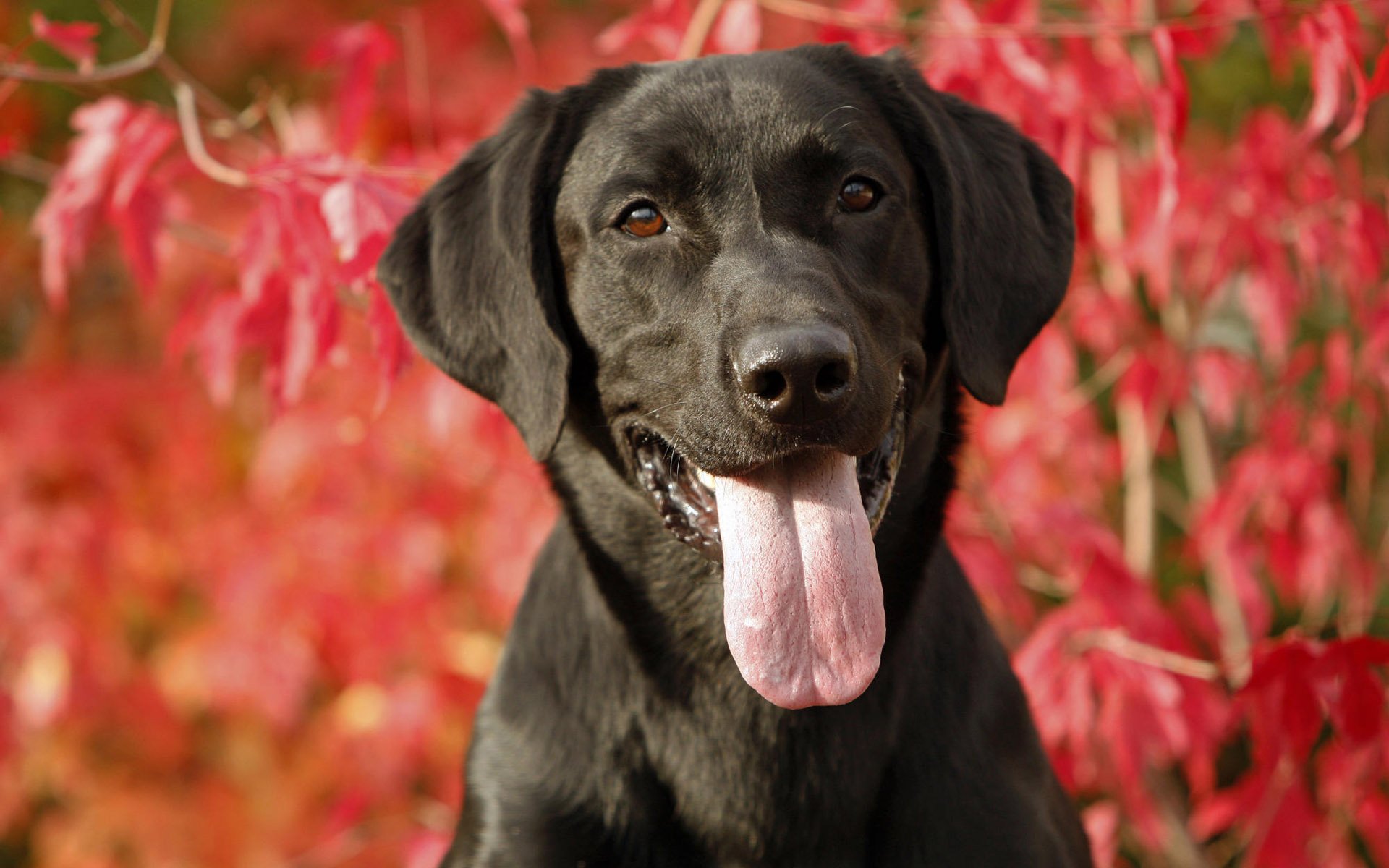Download Dog Animal Labrador Retriever HD Wallpaper