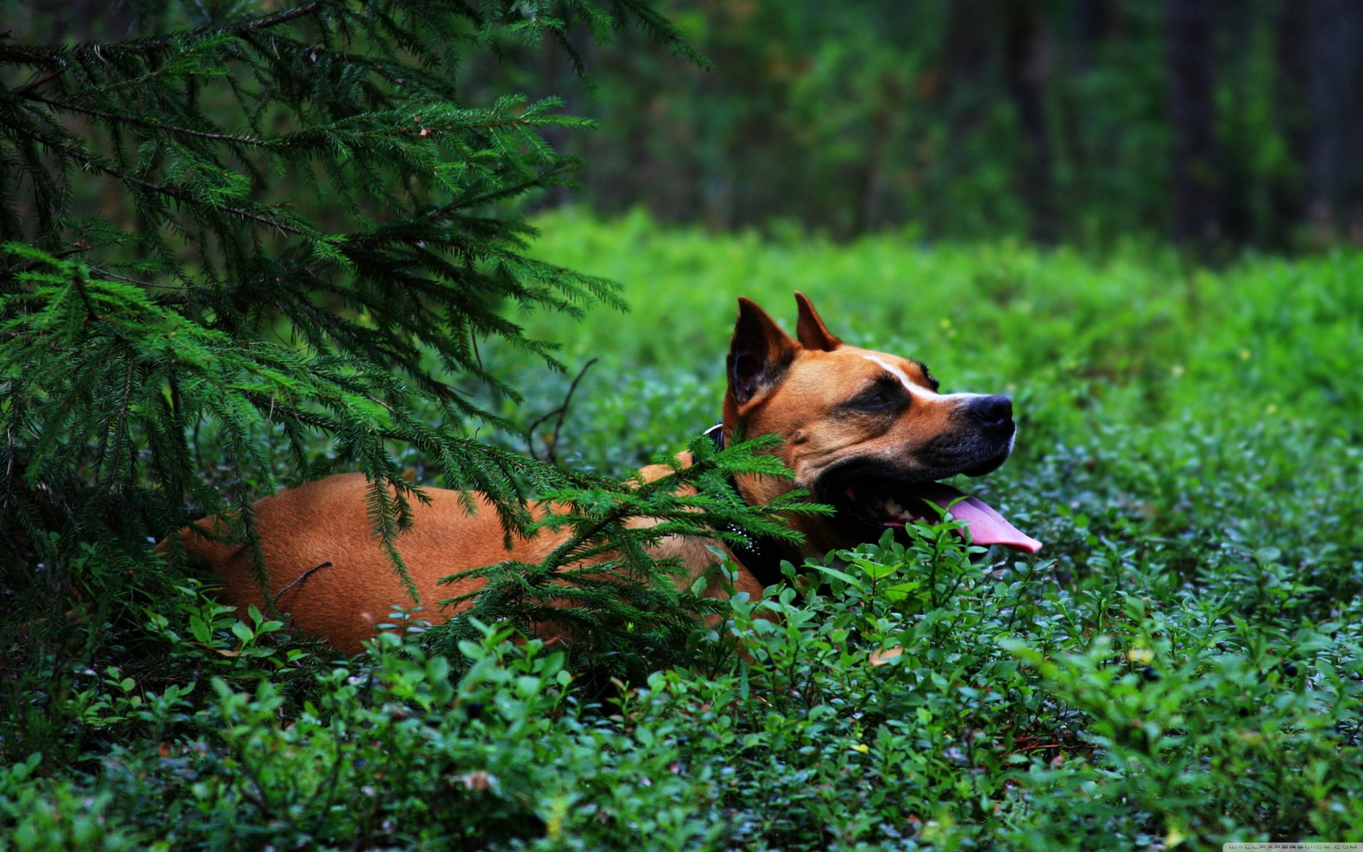 A relaxed dog lies among lush greenery, partially hidden by a bush, captured in vibrant 4K Ultra HD, making for a striking desktop wallpaper.