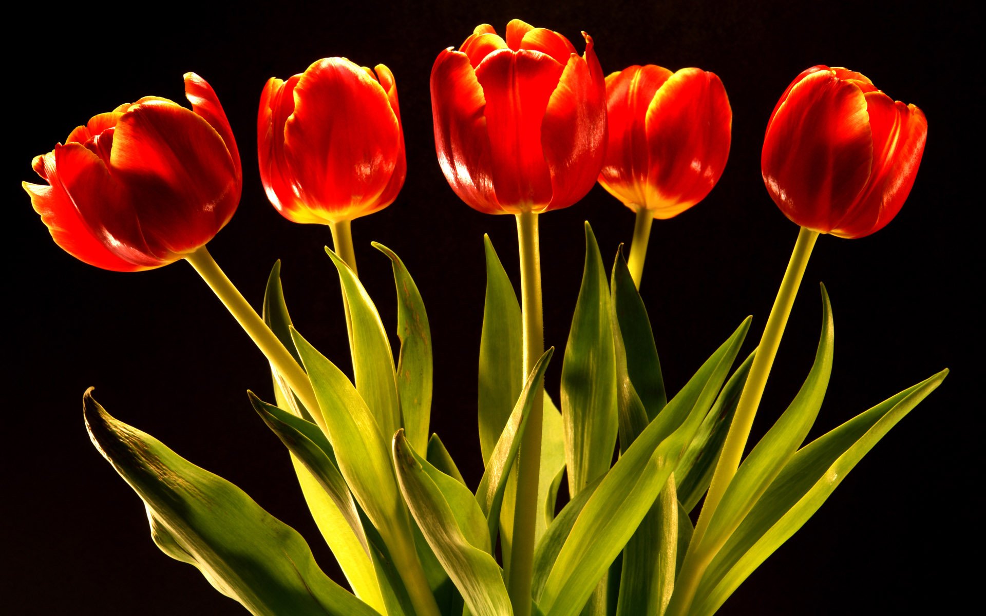 Tulip HD Wallpaper | Background Image | 1920x1200