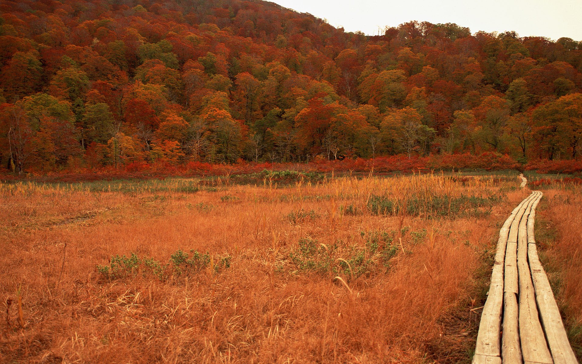HD PC desktop wallpaper of a fall nature scene: a wooden boardwalk through golden grasses leading to a hillside of orange and red trees.
