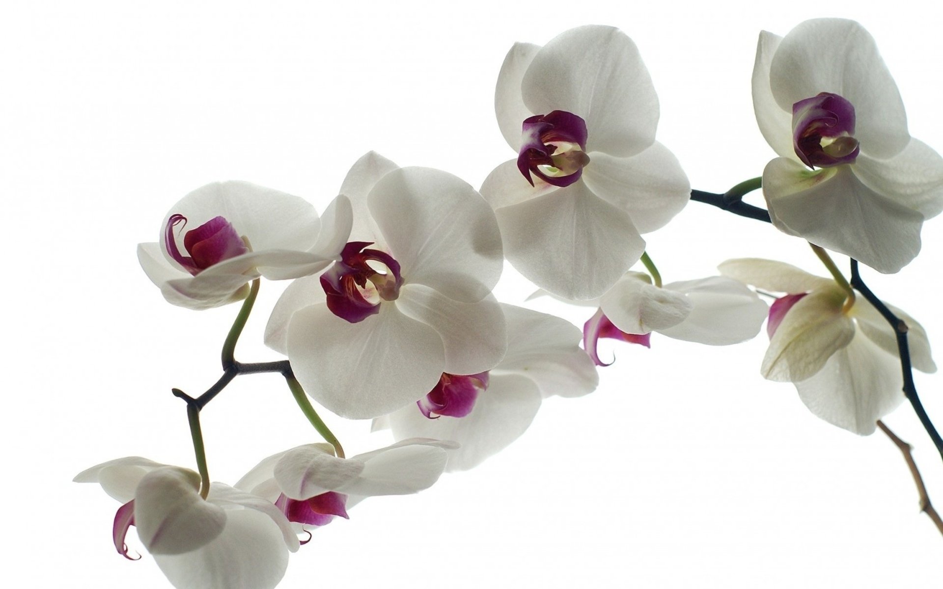 HD PC desktop wallpaper showing a white orchid branch with pink centers — a white flower, nature-themed floral background.