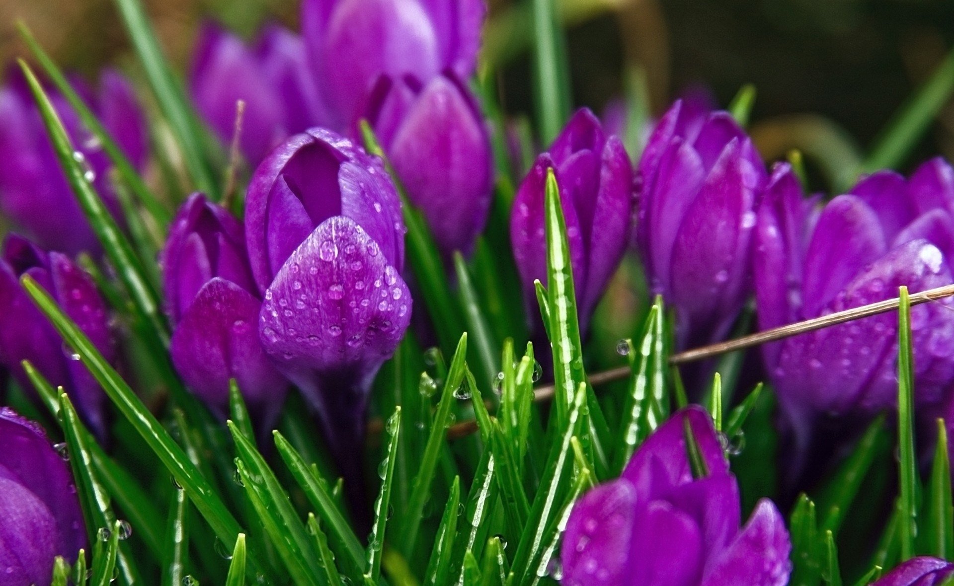 Vibrant purple crocus flowers with dewdrops among green grass blades, showcasing nature's beauty in an HD desktop wallpaper and background.