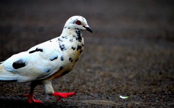 91 Pigeon Hd Wallpapers Background Images Wallpaper Abyss