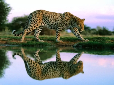A majestic jaguar walking gracefully by a water source, its spotted coat mirrored on the surface, creating a striking HD desktop wallpaper and background.
