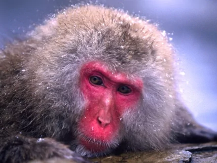 Animal Japanese macaque snow monkey HD Desktop Wallpaper | Background Image