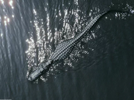 Animal alligator HD Desktop Wallpaper | Background Image