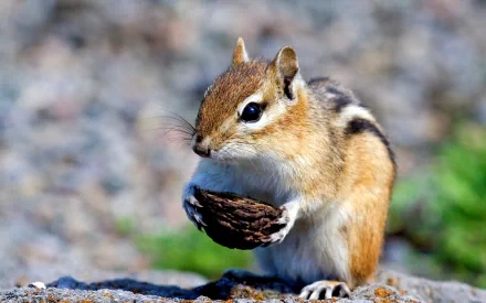 Chipmunk holding a nut on rocky ground, detailed animal portrait, 2K Quad HD PC desktop wallpaper background.