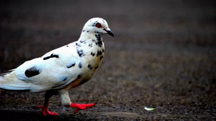 HD desktop wallpaper and background featuring a pigeon with white and black speckled feathers and red feet, walking on a dark ground.