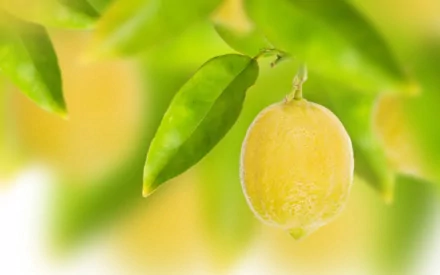 HD PC desktop wallpaper featuring a close-up of a ripe lemon hanging on a branch with green leaves against a soft, blurred yellow-green background.