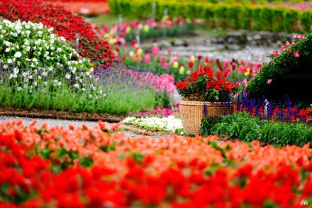 A vibrant garden with a variety of flowers in full bloom. There is a wicker planter among the colorful rows, creating a picturesque and lively HD desktop wallpaper background.