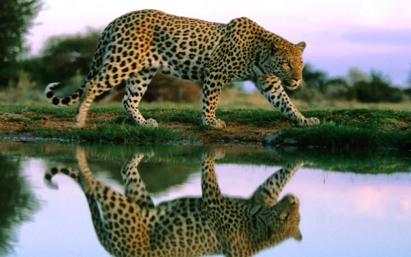 A majestic jaguar walking gracefully by a water source, its spotted coat mirrored on the surface, creating a striking HD desktop wallpaper and background.