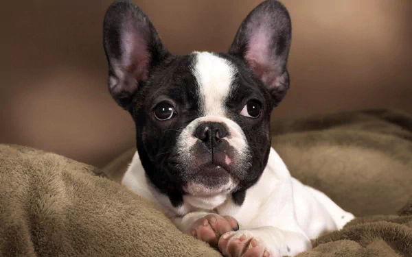 HD PC desktop wallpaper featuring a close-up of a black and white French bulldog resting on a soft brown blanket.