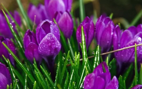 Vibrant purple crocus flowers with dewdrops among green grass blades, showcasing nature's beauty in an HD desktop wallpaper and background.
