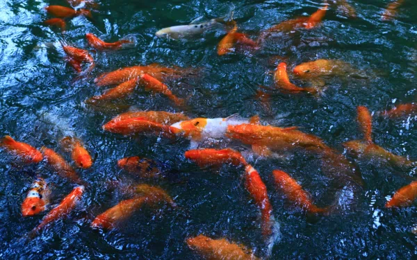 Animal koi HD Desktop Wallpaper | Background Image