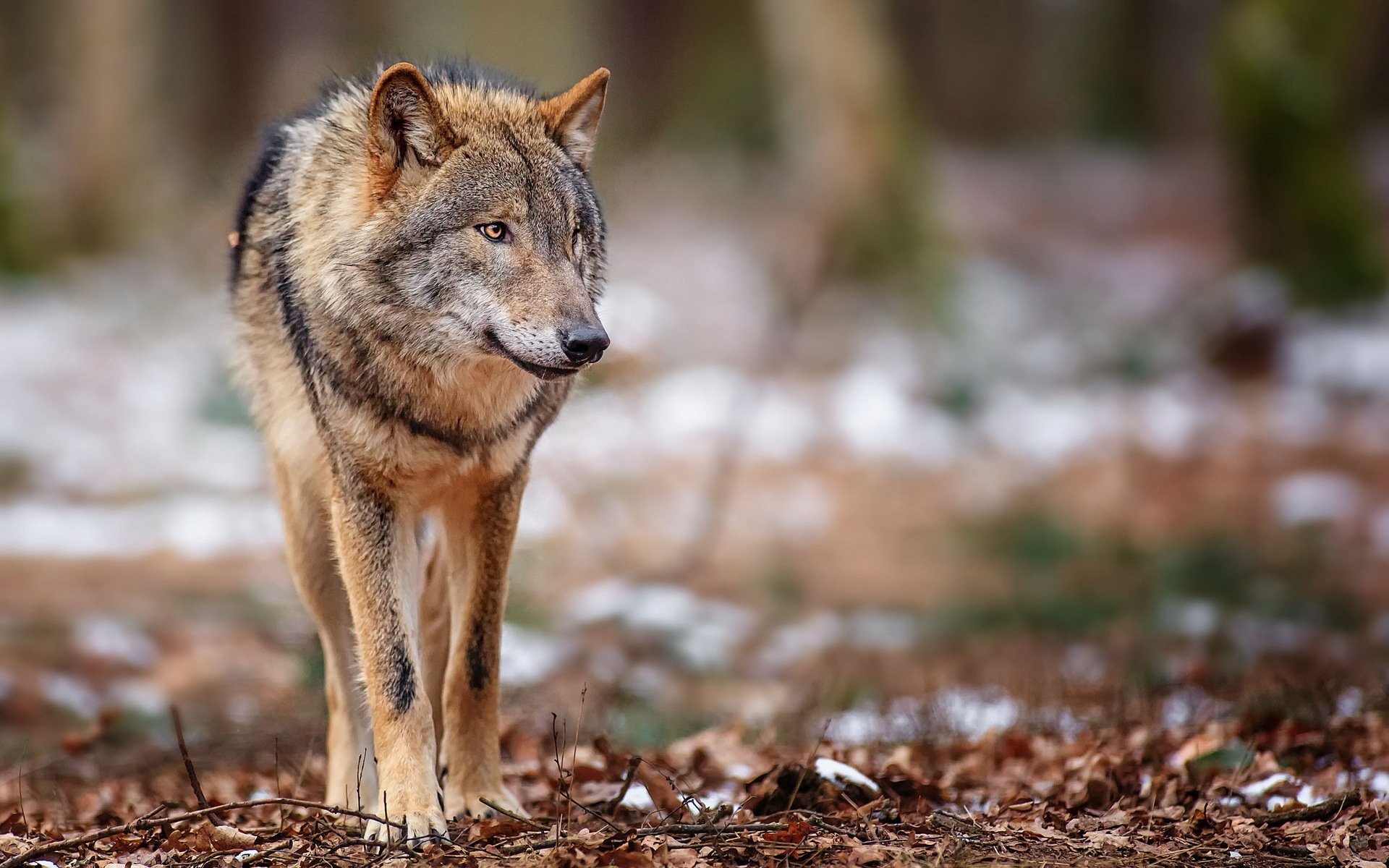 Download Animal Wolf HD Wallpaper