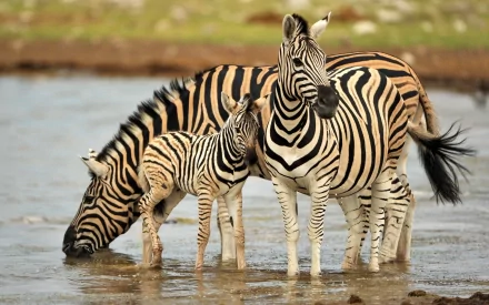 A captivating HD desktop wallpaper featuring a group of zebras, including a mother and her calf, drinking water by a serene landscape. The striking patterns of their fur stand out beautifully.