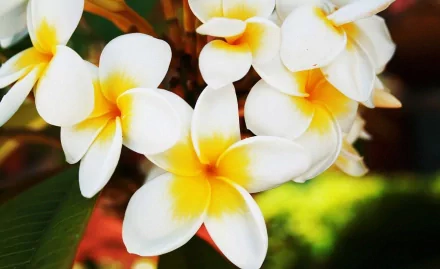 HD desktop wallpaper and background image featuring a cluster of white and yellow frangipani flowers against a lush, green natural backdrop.